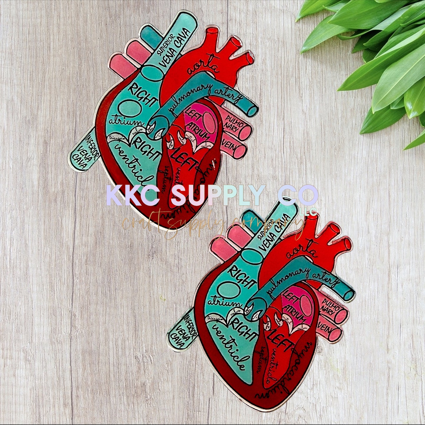 AT519-Anatomical Heart 2-Acrylic Flatback